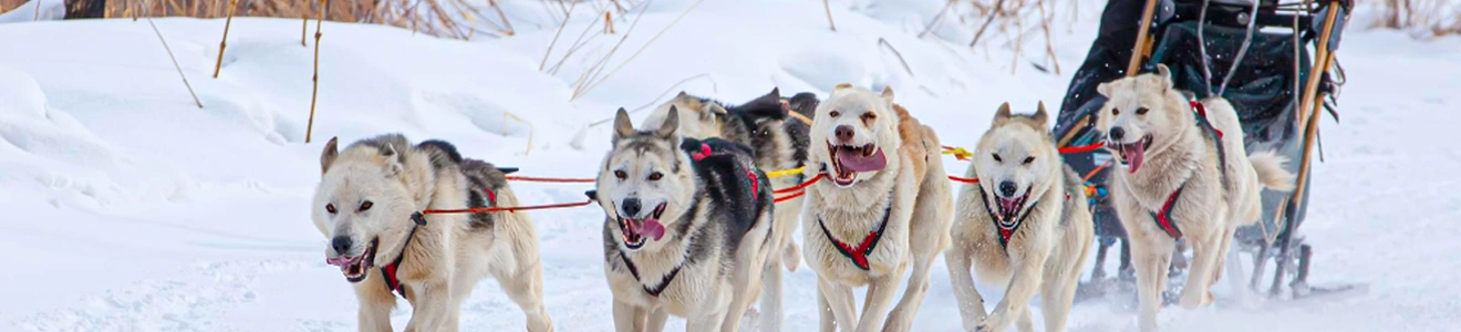 Iceland dog sledding