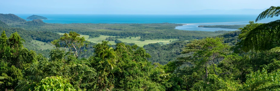 Daintree Rainforest