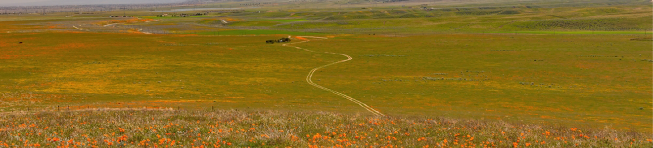 California Poppy Festival, Lancaster, California