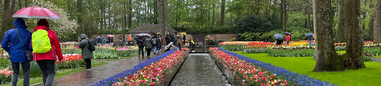 Tulip Festival in Amsterdam, Netherlands